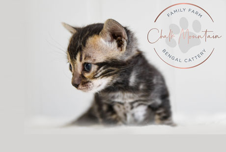 Bengal Kittens for sale near me